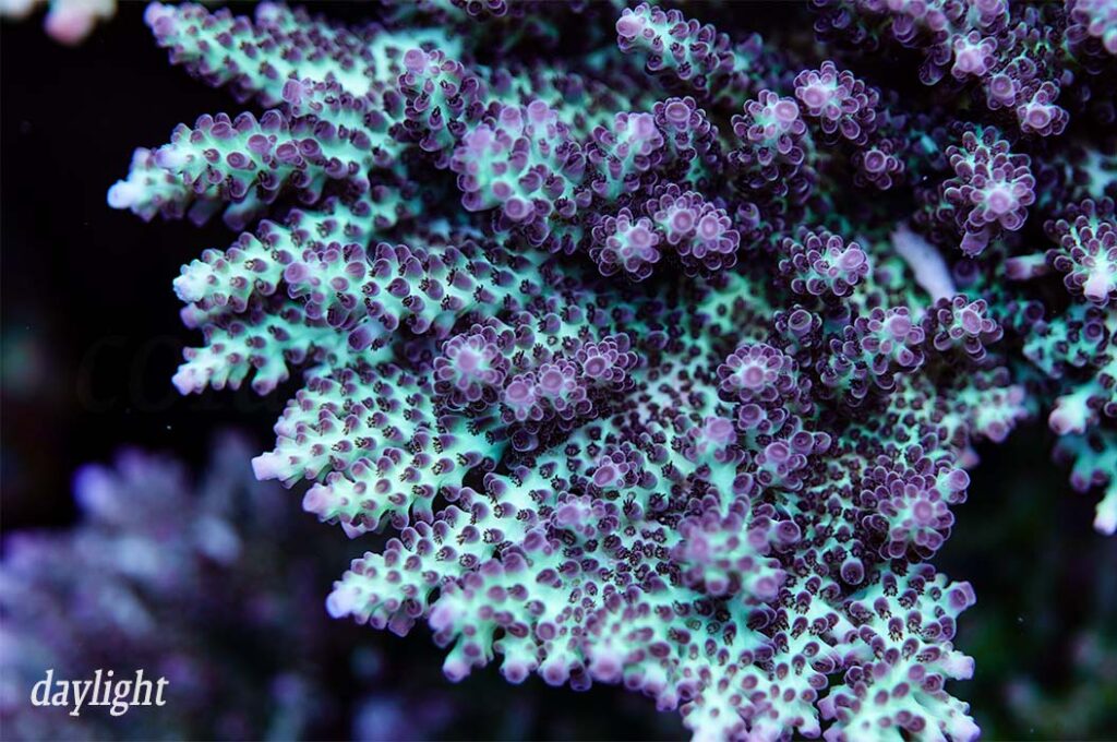 Boom’s ORA Pearlberry – Coral Euphoria